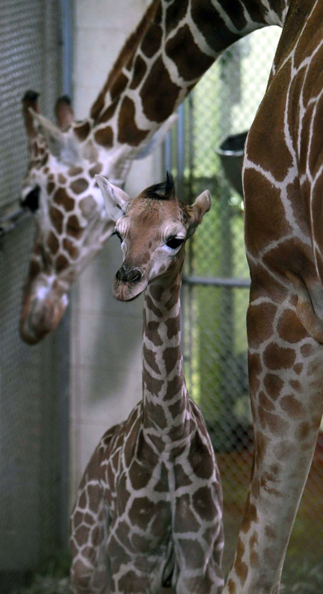 070819-news-giraffe 24.JPG